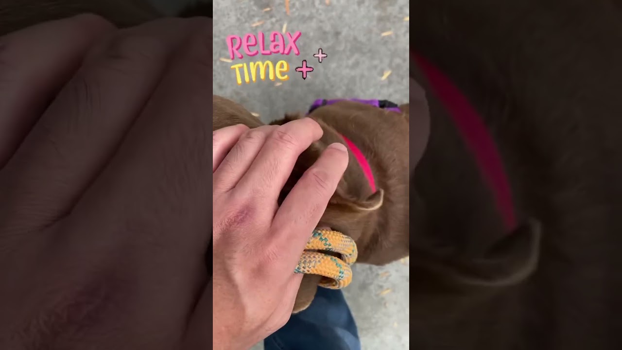 Confetti is available for adoption