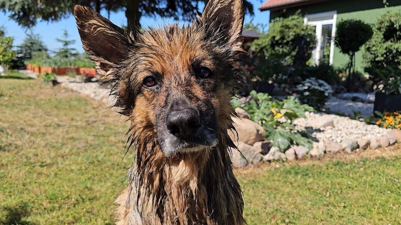 WYKĄPALI BIEDNEGO PIESKA - Tylko troszkę się obraził