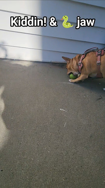 #Kiddin! #funnydogs #doglife #doggo #dogshorts #cutedog #funny #dog #animalshorts #cuteanimals #dogs