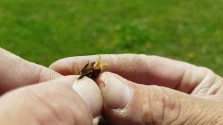 How to check honey bee drones for maturity