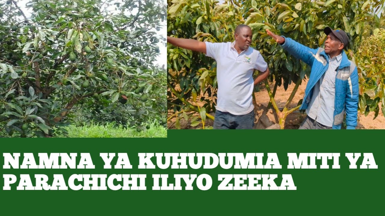 NAMNA NA KUHUDUMIA MITI YA  PARACHICHI AMBAYO TAYARI IMEZEEKA