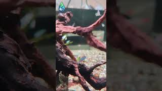 Green Neon Tetra &amp; Rummy nose Tetra