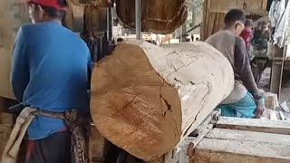 menggergaji 2 batang kayu jenis lembut dan ringan