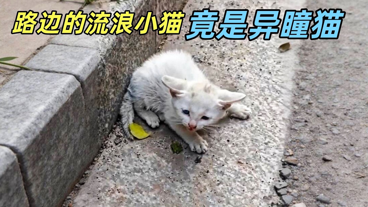 路边捡到的流浪小猫，洗干净后才发现，它竟这么漂亮