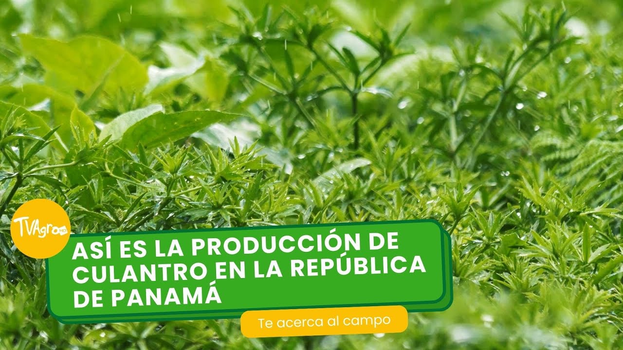 Así es la producción de culantro en la República de Panamá- TvAgro por Juan Gonzalo Angel Restrepo