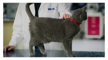 How can I tell if my cat is overweight?