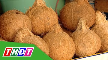 Giá dừa khô tăng | THDT