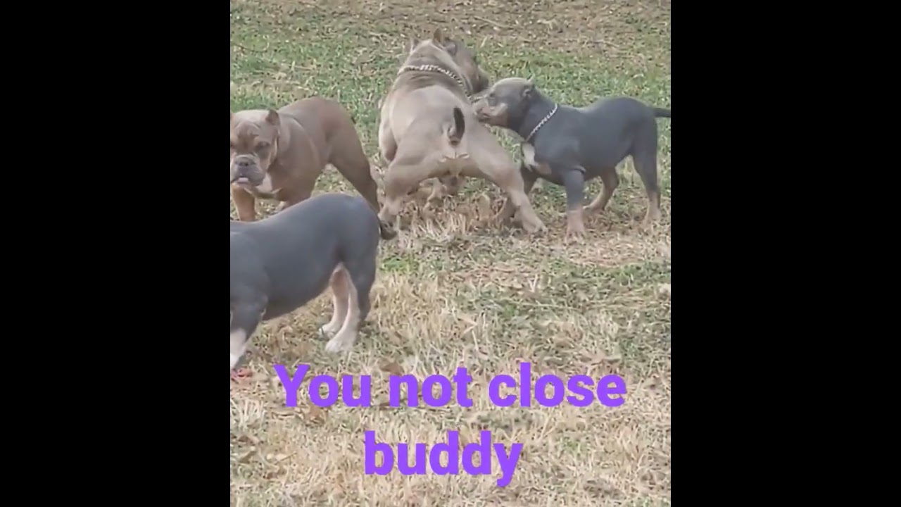 ⁣#subscribe #viral #reels #youtubeshorts #shorts #reels #funny #hump #explore #dogs #bully