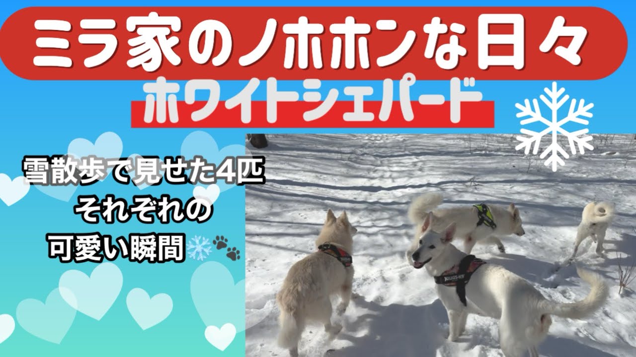 【ミラ家のノホホンな日々】雪散歩で見せた4匹それぞれの可愛い瞬間❄️🐾#ホワイトシェパード #大型犬のいる生活 #doglife #snow #癒し