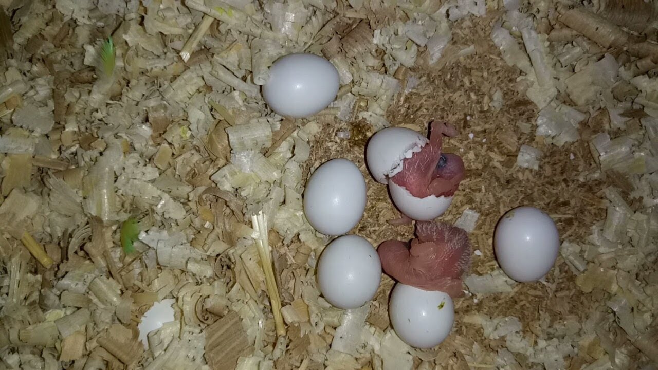 Сколько вынашивают яйца. Попугай корелла птенец. Кореда высиживает яйца. Корелла высиживает яйца.