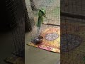 Ringneck Parrot Bird ' #parrot #talkingparot #birds #pets #ytshorts #love