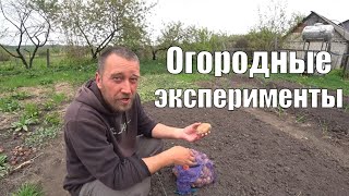 Potatoes without a shovel! Fertilizer with fish. I measure the temperature in a warm bed.