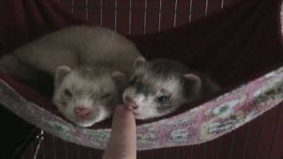 Ferrets Are Dangerous