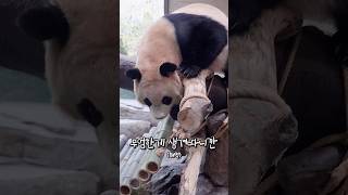 새로생긴 해먹을 연구하는 루이박쨔님