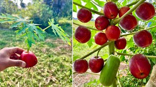 New techniques: how to grafting papaya tree with apple to bear fruit quickly | Grafting Papaya
