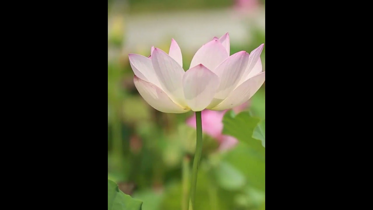 ЛУЧШИЙ ПРЕПАРАТ ОТ САХАРНОГО ДИАБЕТА В МИРЕ !!! #диабет #инсулин #арфазетин