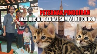 peternak kucing pingiran jual kucing bengal sampai ke london