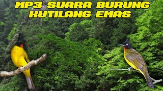 Suara pikat burung kutilang emas terbaru 2022