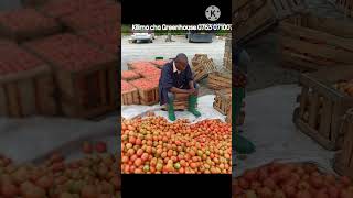 Kilimo cha Nyanya kwenye Greenhouse