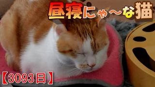 3093日目】昼寝にゃ～な猫【かわいい・面白い】～The growth record of