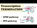 Eukaryotic Transcription TERMINATION - CPSF & Integrator Pathway
