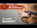 РЫЖИЙ РЕАКТИВНЫЙ МУРАВЕЙ - САМАЯ ДОСТУПНАЯ ЭКЗОТИКА | Camponotus nicobarensis