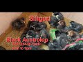Black austrolop turkey silkey gunifal chaineas duck available in siliguri pintu biswas 8967264367