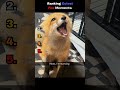 Ranking Cutest Fox Moments
