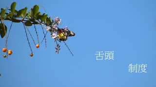 靈修:舌頭-制度 20210127
