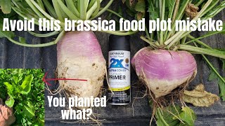 Avoid this brassica food plot mistake.