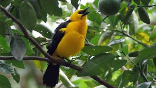 Oriole Blackbird Song