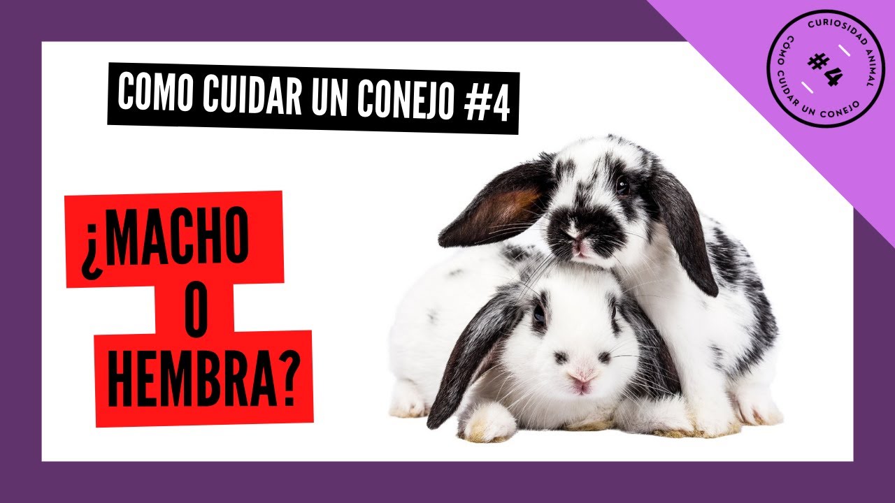conejos-esterilizaci-n-y-diferencias-entre-machos-y-hembras-c-mo