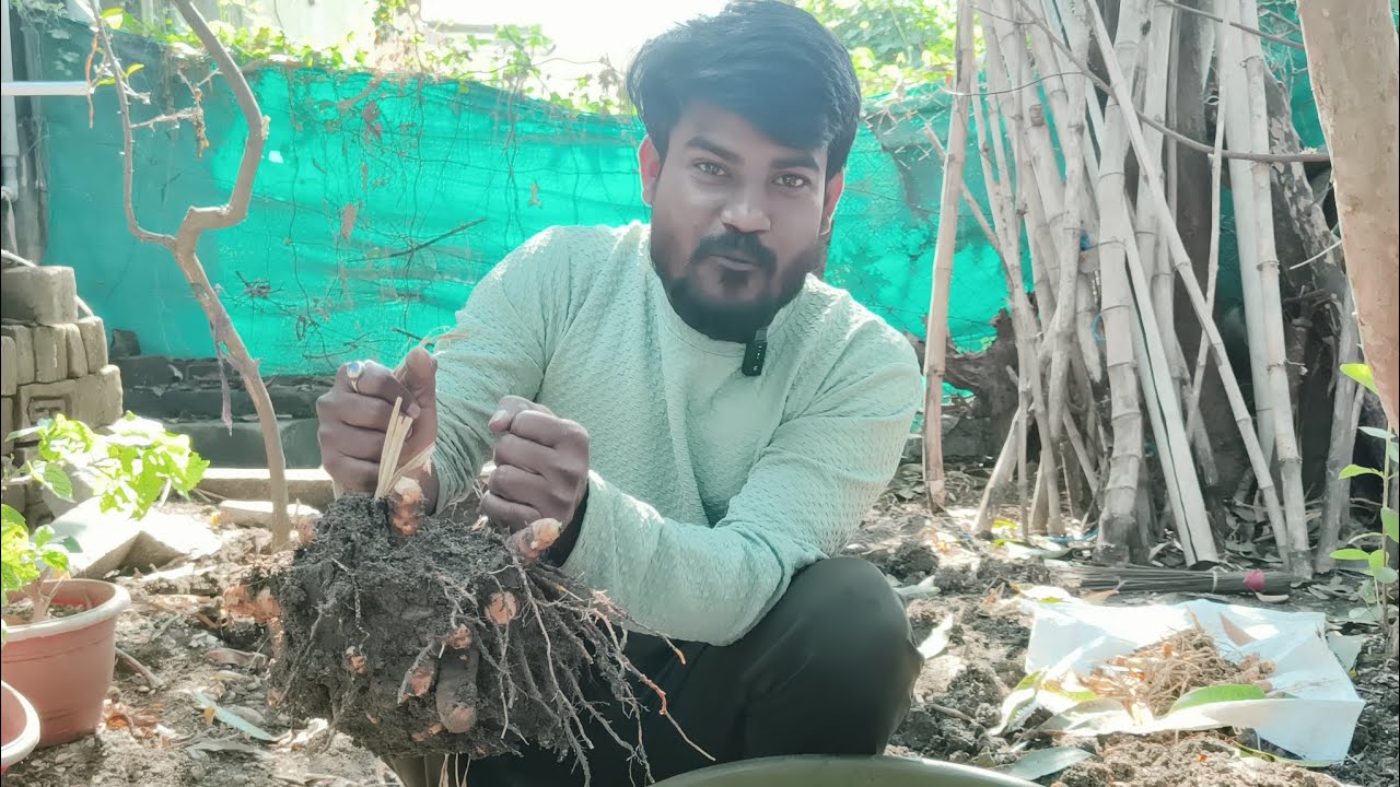 Aaj Maine Apne Khet Se Haldi Nikala 😎