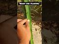 “How to Grow Dragon Fruit from Cuttings |ডাল থেকে চারা তৈরি|100% Easy Success Method!”#shorts