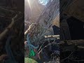Tree trimming