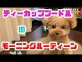 クレマのモーニングルーティーン【ティーカッププードル　トイプードル　teacup poodle】