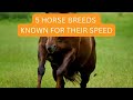 Five Horse Breeds Known for Their Speed