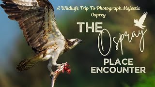 The Osprey Place Encounter