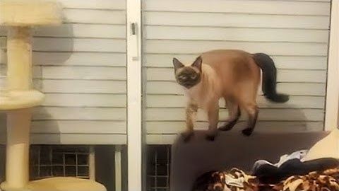 Siamese kitten gets mad and slams laptop - Meimei says no more internetz! #funny #cute