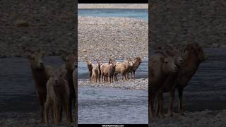 Bighorn Sheep in Defensive Mode from Possible Predators