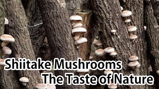 Shiitake Mushrooms: The Taste of Nature