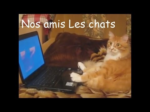 chats-drôle---funny-cat-videos