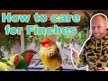How to care for your Finches