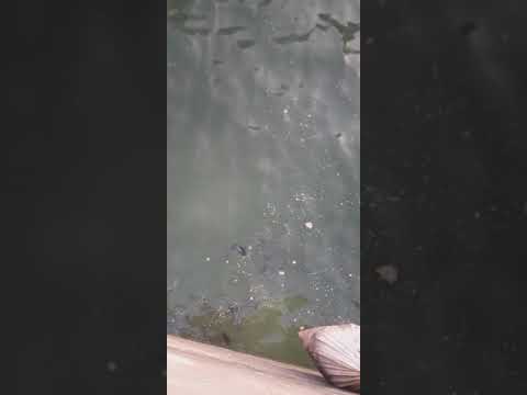فيديو: سمك السلور Ancistrus: الوصف والصورة