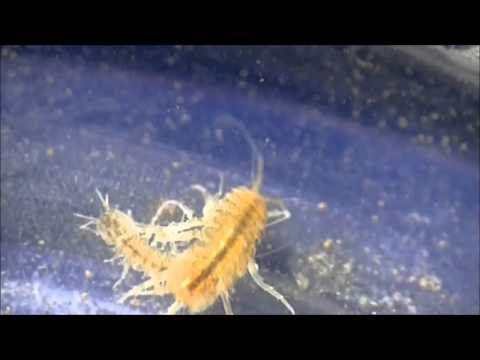汚水に強いミズムシ(ワラジムシの仲間)