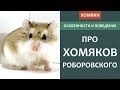 Хомяк РОБОРОВСКОГО - кто это?