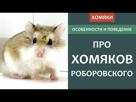 Хомяк РОБОРОВСКОГО кто это?