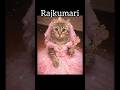 Mere Sapne🫣🫪#cute #fyp #catmemes #cat #yt#ytshorts #sapne #dreams #rajkumari #edits #catedit