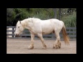 American cream draft horse