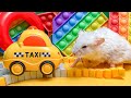 🐹 Hamster vs Pop It maze for pets 🐹 Escape in the Best Hamster Challenges #6